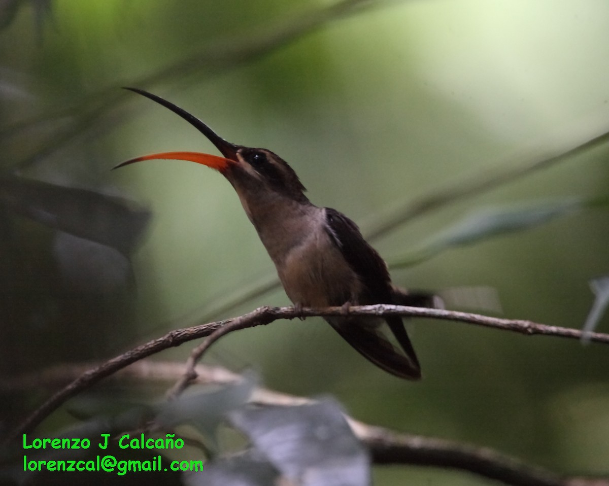 Long-tailed Hermit - ML174855491