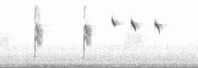 kolibřík bělobřichý - ML174856