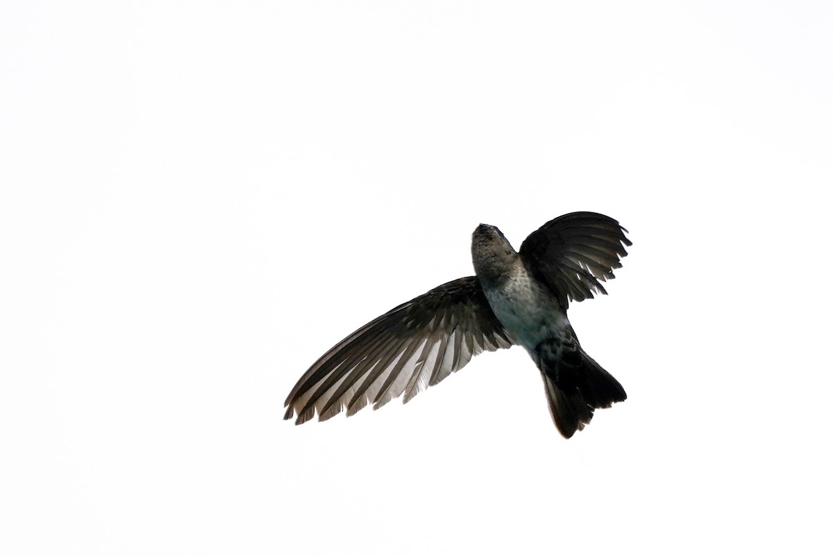Cave Swiftlet - ML174859131