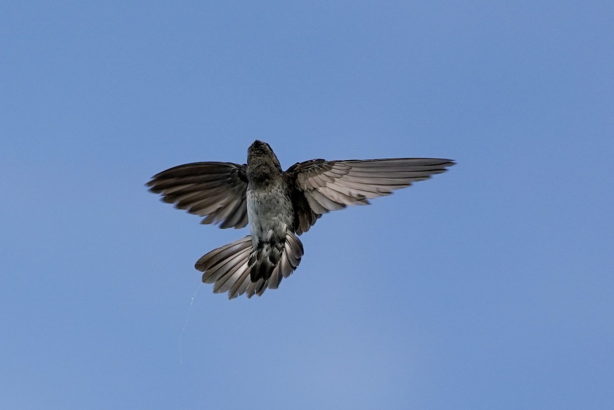 Cave Swiftlet - ML174859151