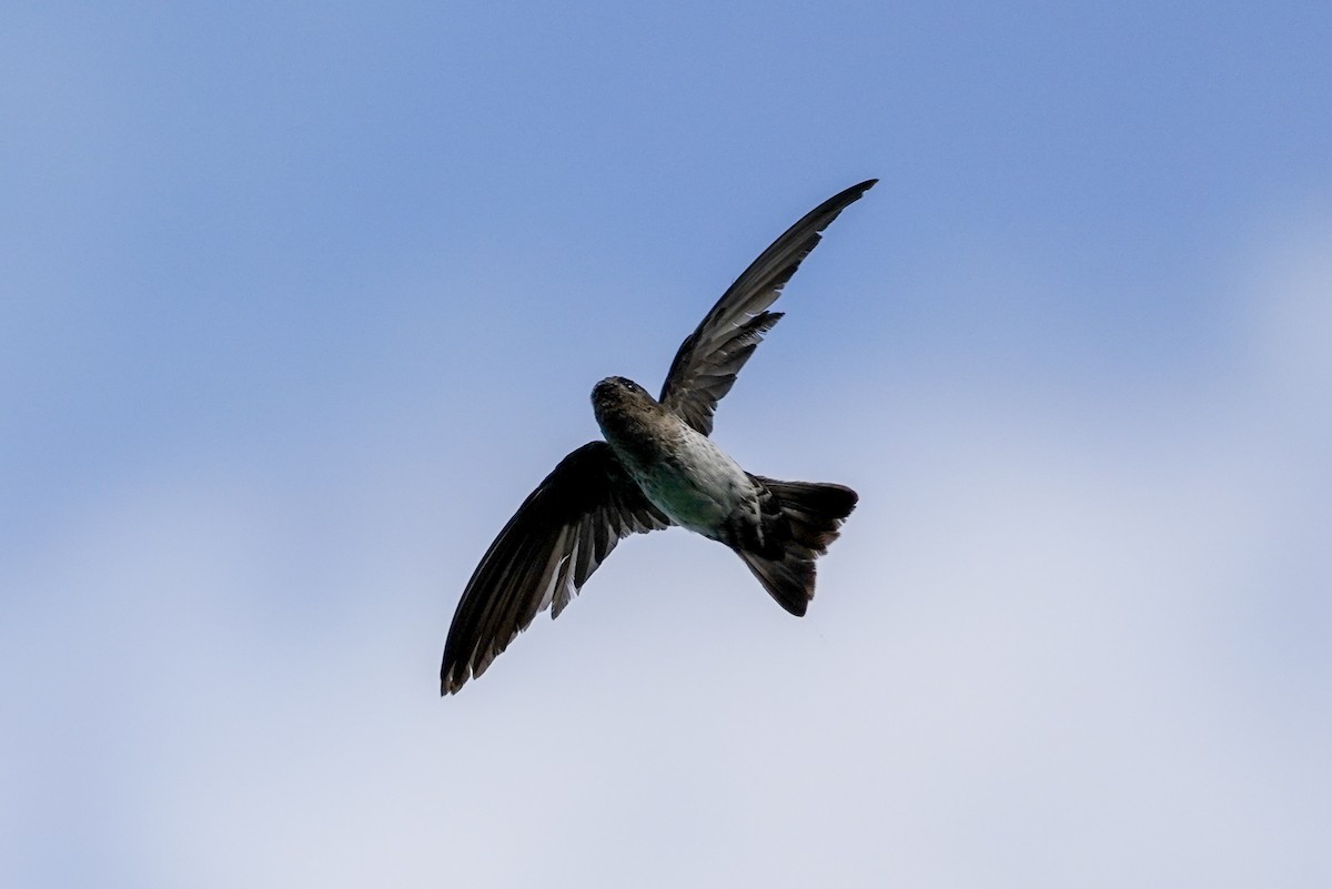 Cave Swiftlet - ML174859161