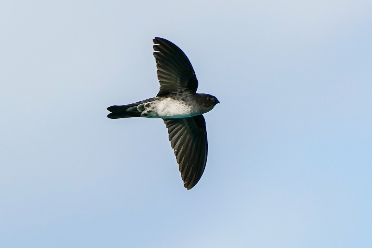 Cave Swiftlet - ML174859171