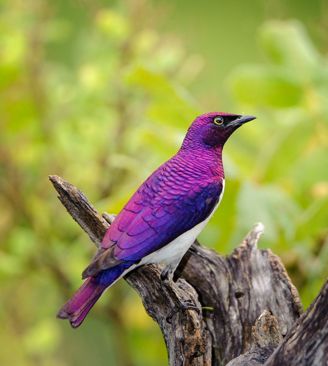 Violet-backed Starling - ML174862241