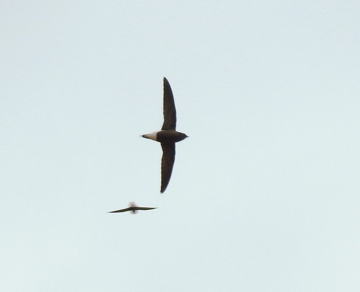 Brown-backed Needletail - ML174863431
