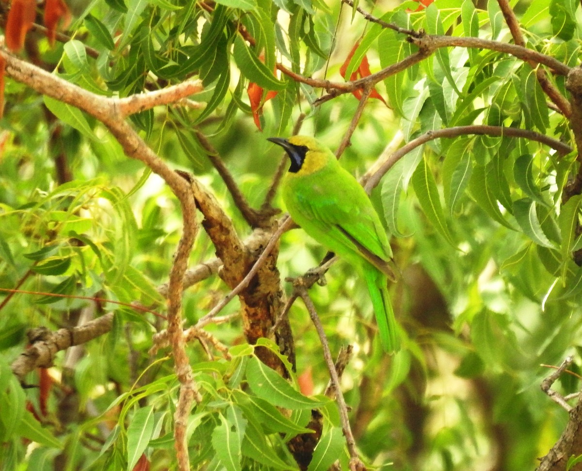 Jerdon's Leafbird - Sivashankar Ramachandran