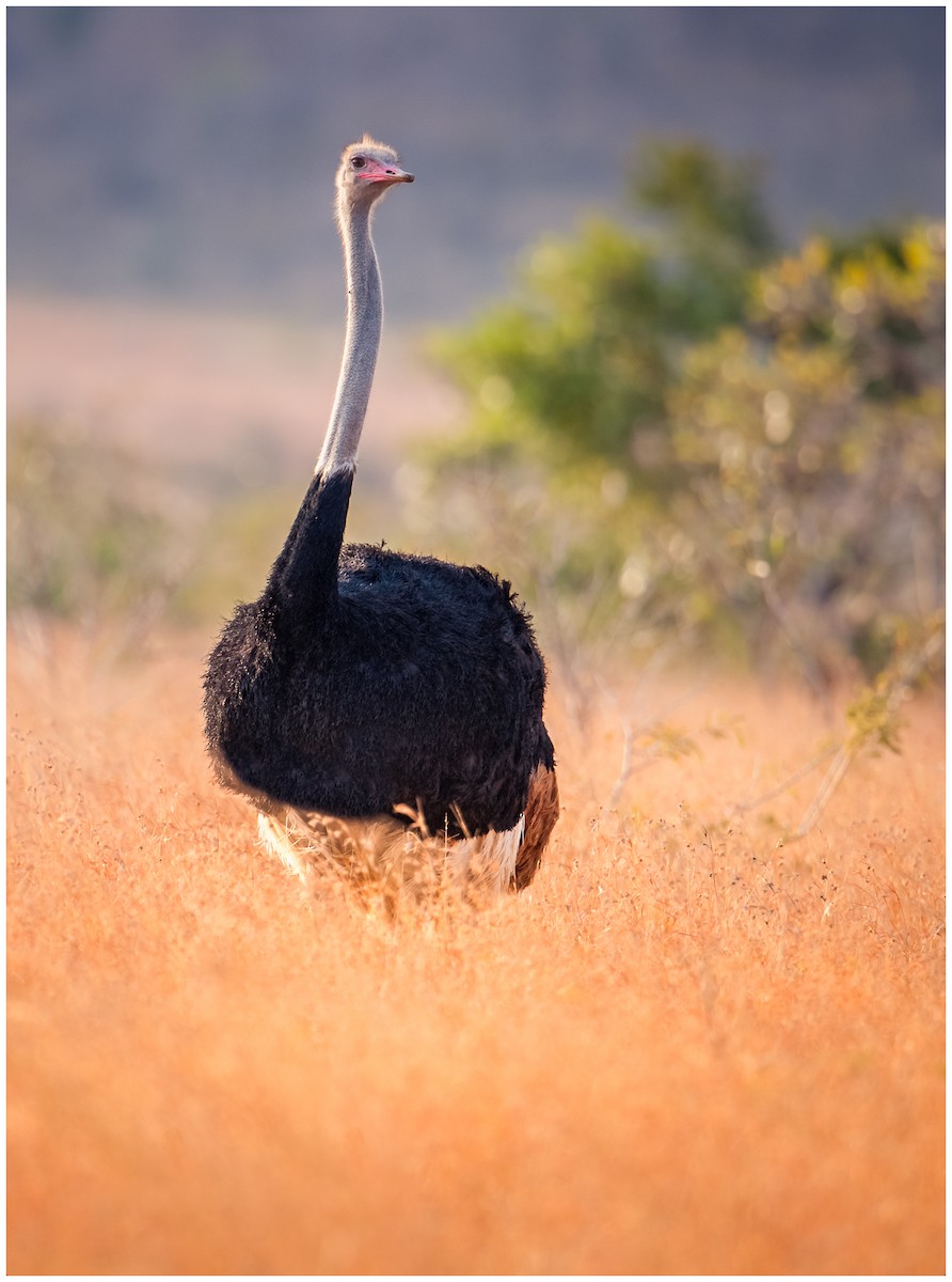 Common Ostrich - Mark Samuelsson