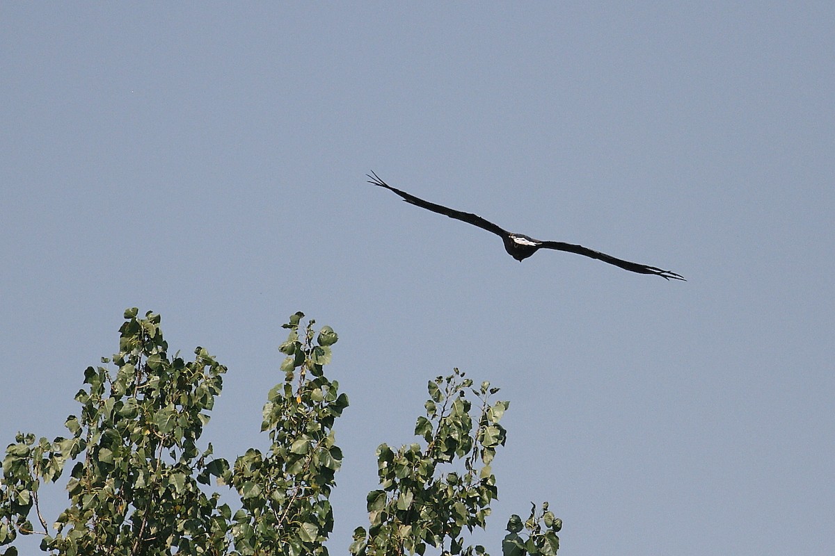 White-tailed Eagle - ML174864391