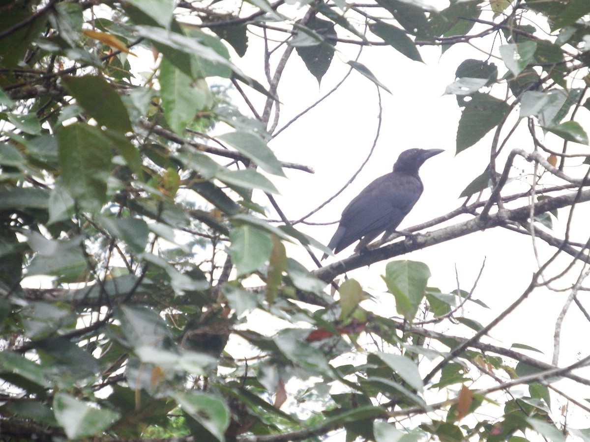Slender-billed Crow (Sierra Madre) - ML174865071
