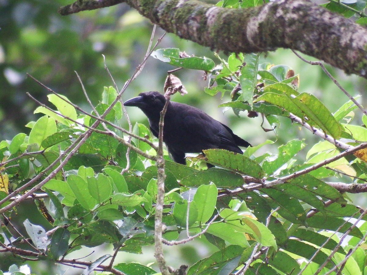 Slender-billed Crow (Sierra Madre) - Jelaine Gan