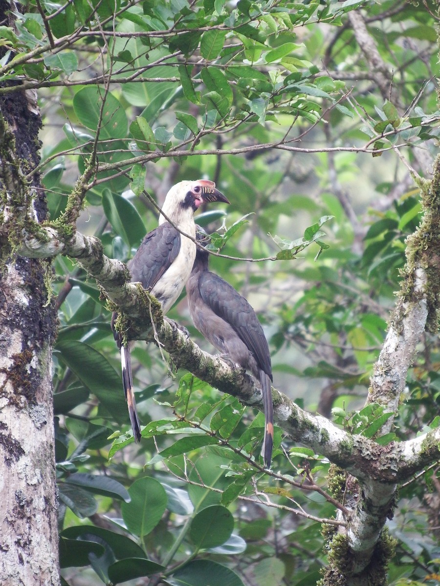 Luzon Hornbill - Jelaine Gan