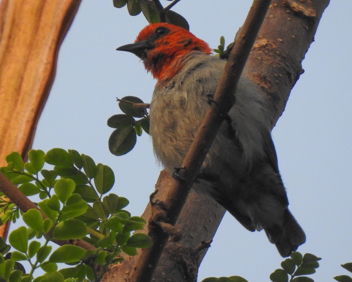 Scarlet-headed Flowerpecker - ML174867641