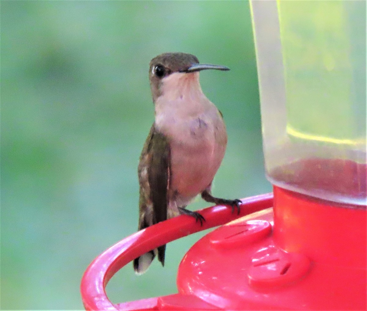 Ruby-throated Hummingbird - ML174870631