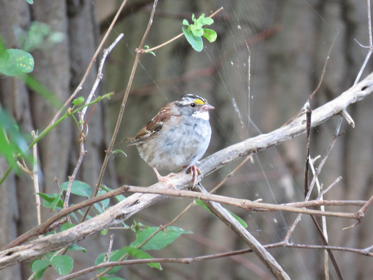 White-throated Sparrow - ML174874281