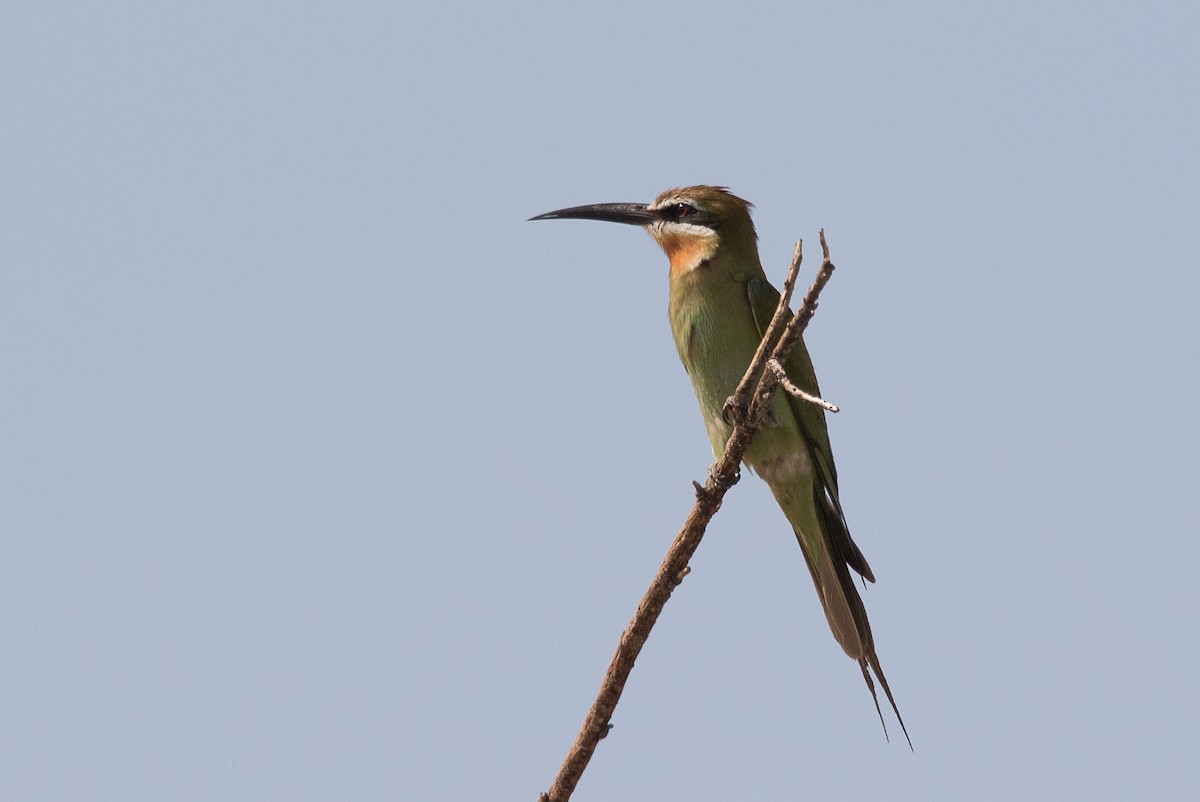 Madagascar Bee-eater - Karin Coetzer