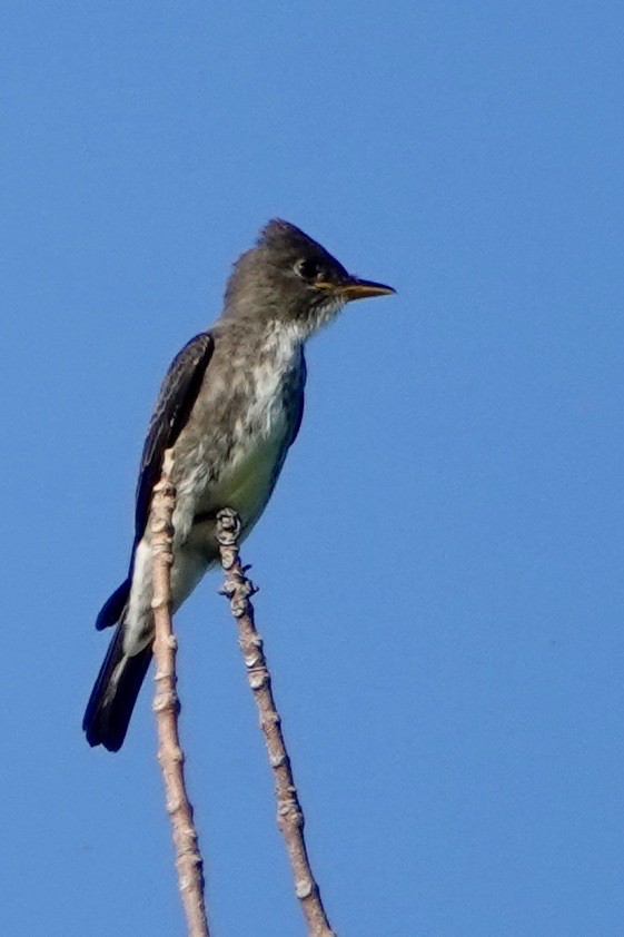Olive-sided Flycatcher - Russ  And Theresa