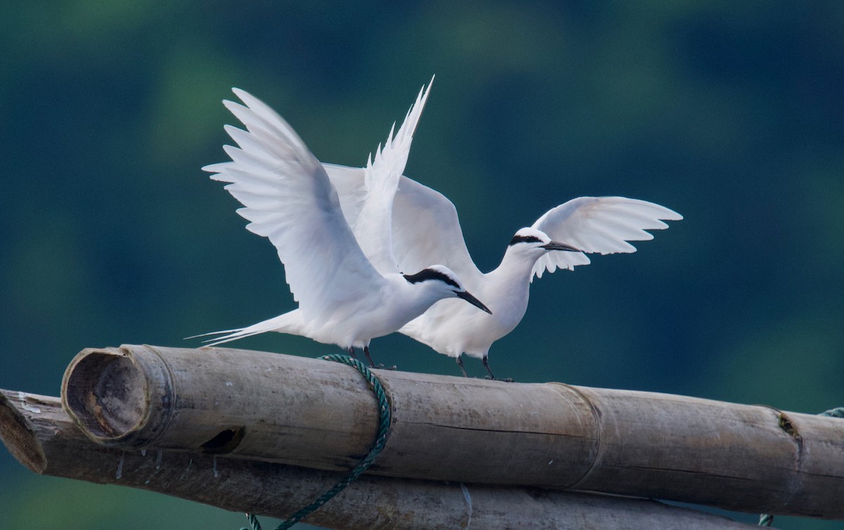 Black-naped Tern - Qin Huang