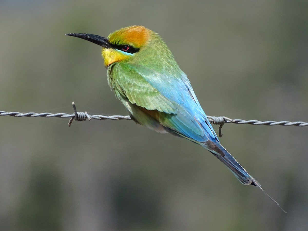 Rainbow Bee-eater - ML174881061
