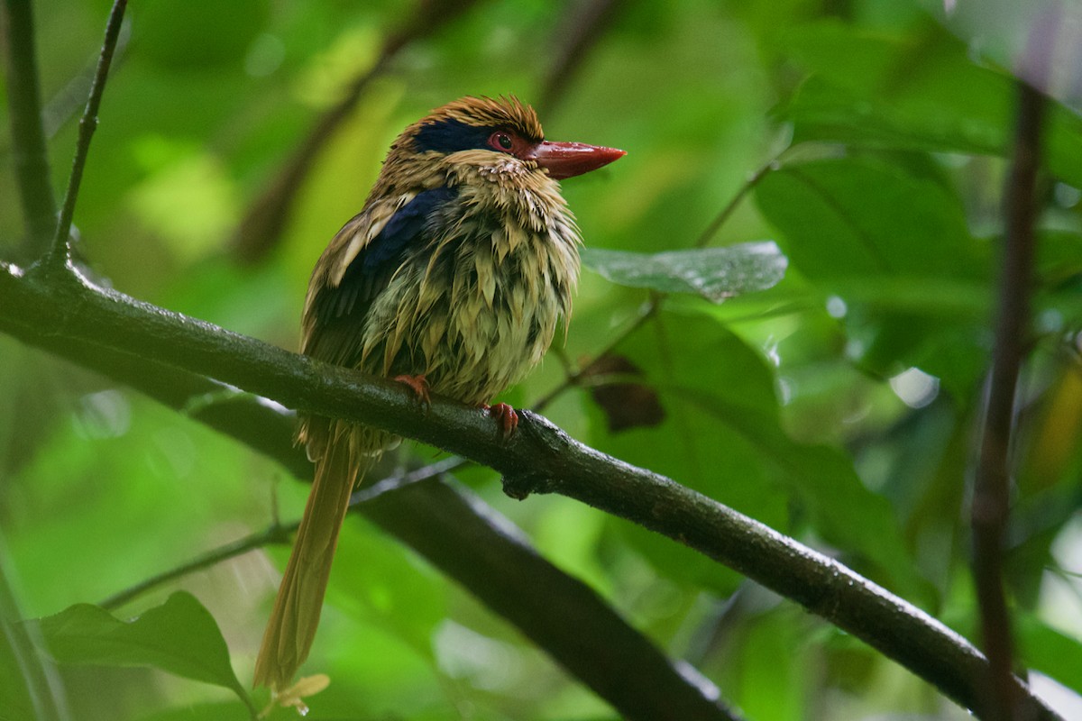 Sulawesi Lilac Kingfisher - ML174881991