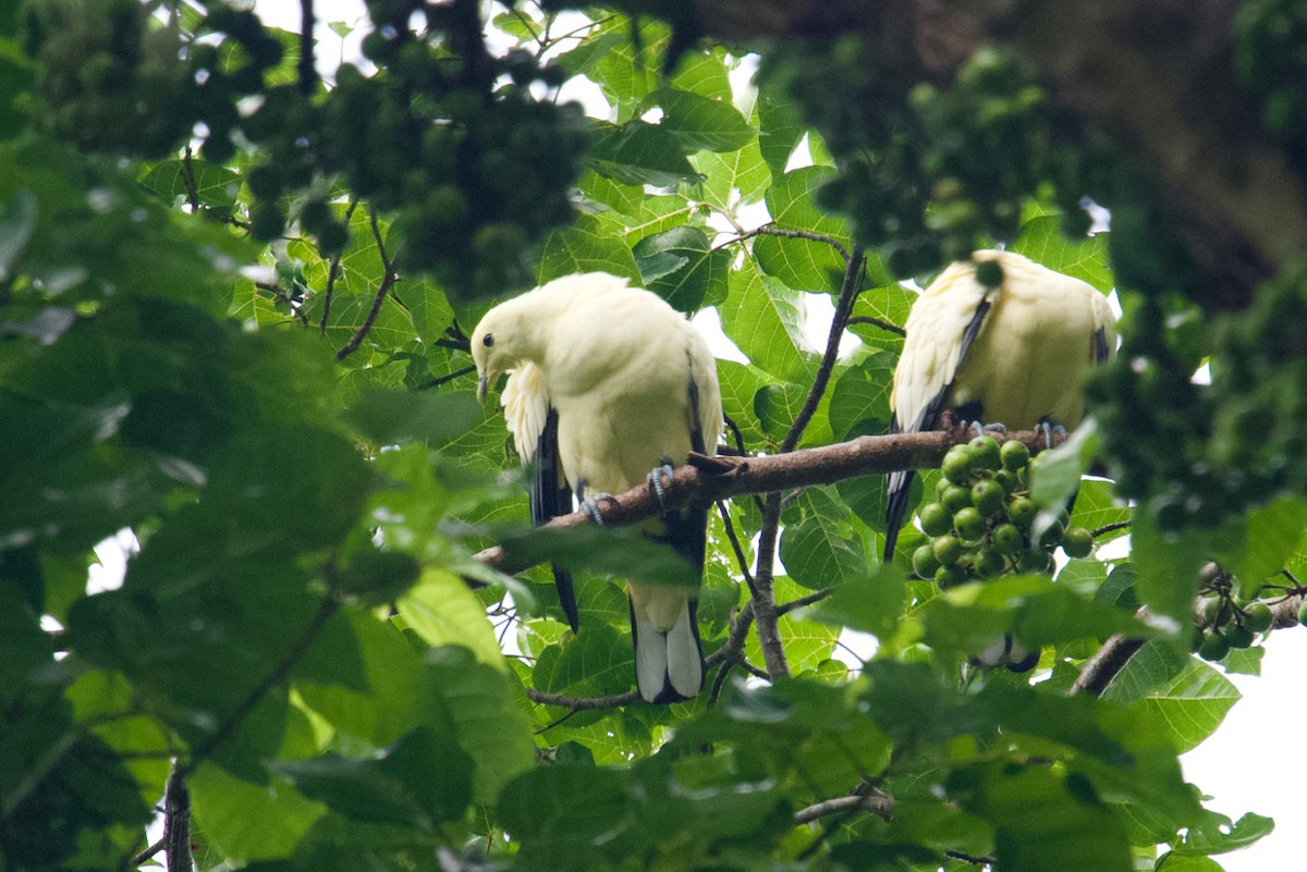 Silver-tipped Imperial-Pigeon - Qin Huang