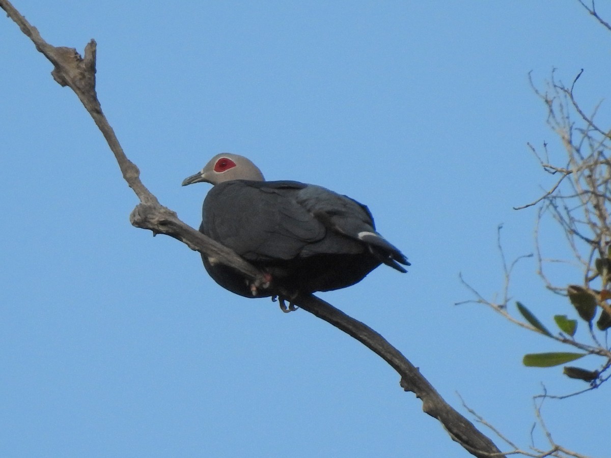 Pinon's Imperial-Pigeon - ML174882841