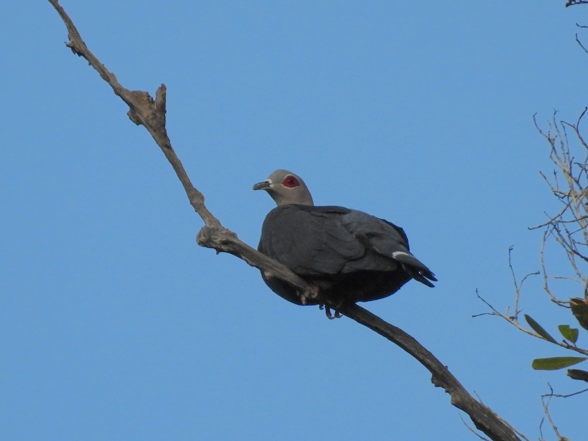 Pinon's Imperial-Pigeon - ML174882861