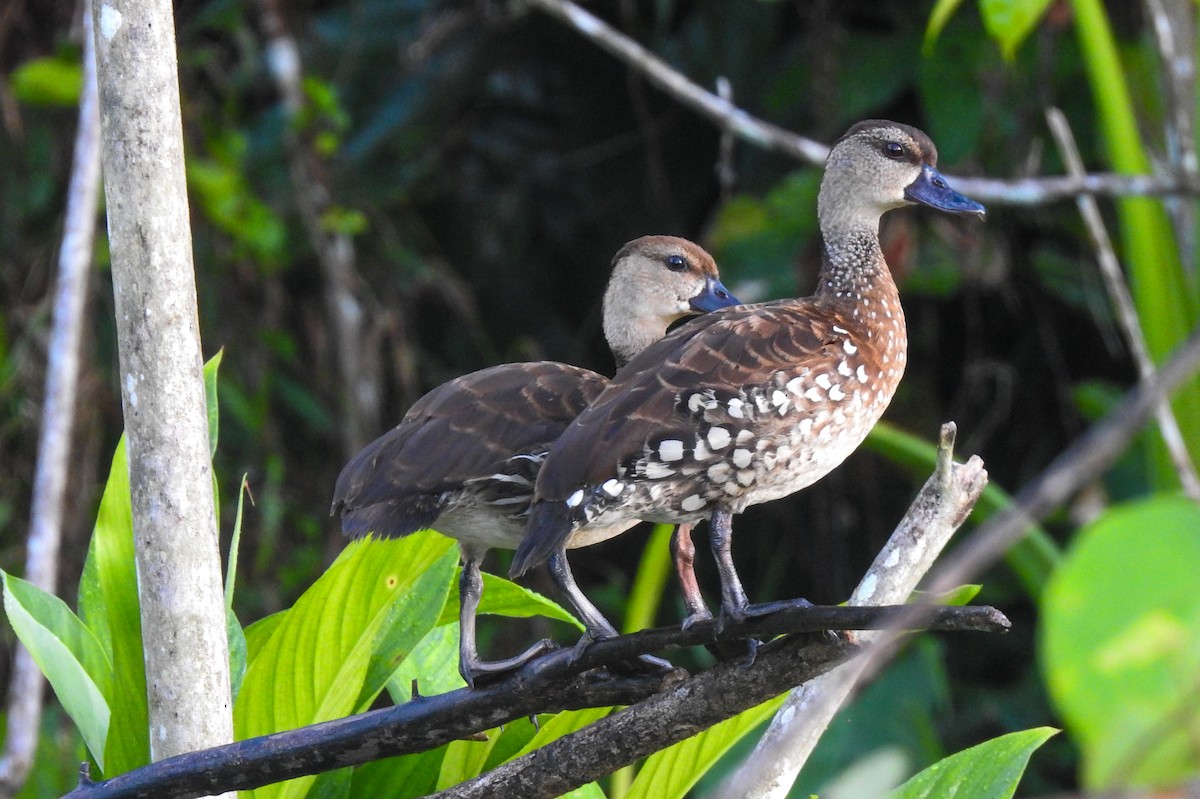 Spotted Whistling-Duck - Pam Rasmussen