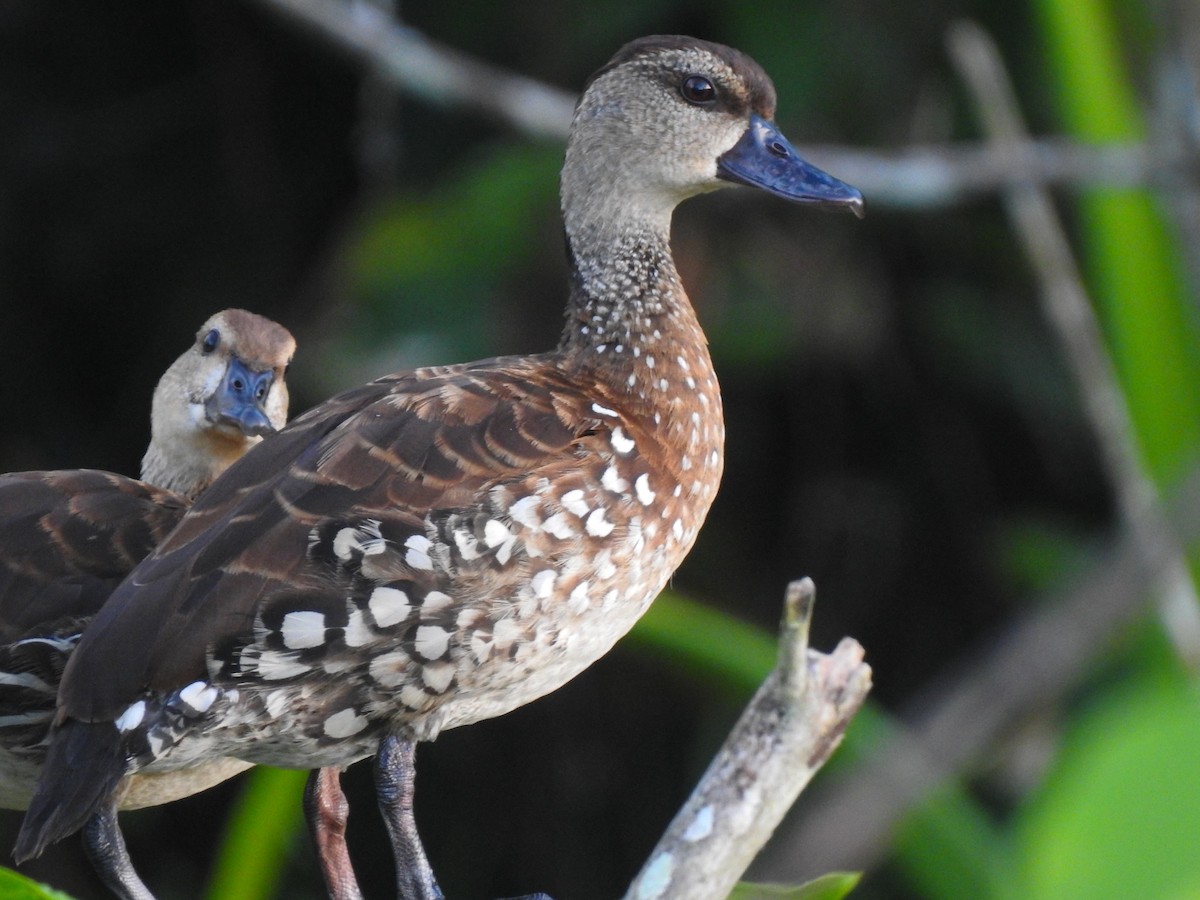Spotted Whistling-Duck - ML174883951