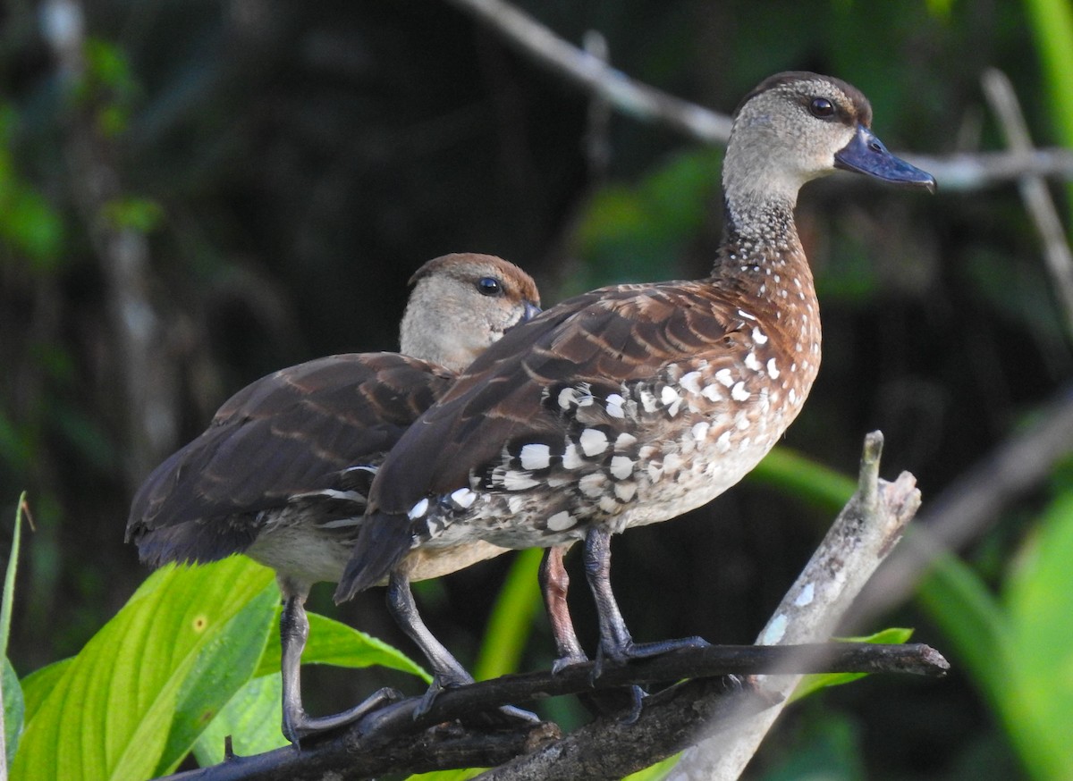 Spotted Whistling-Duck - ML174883961