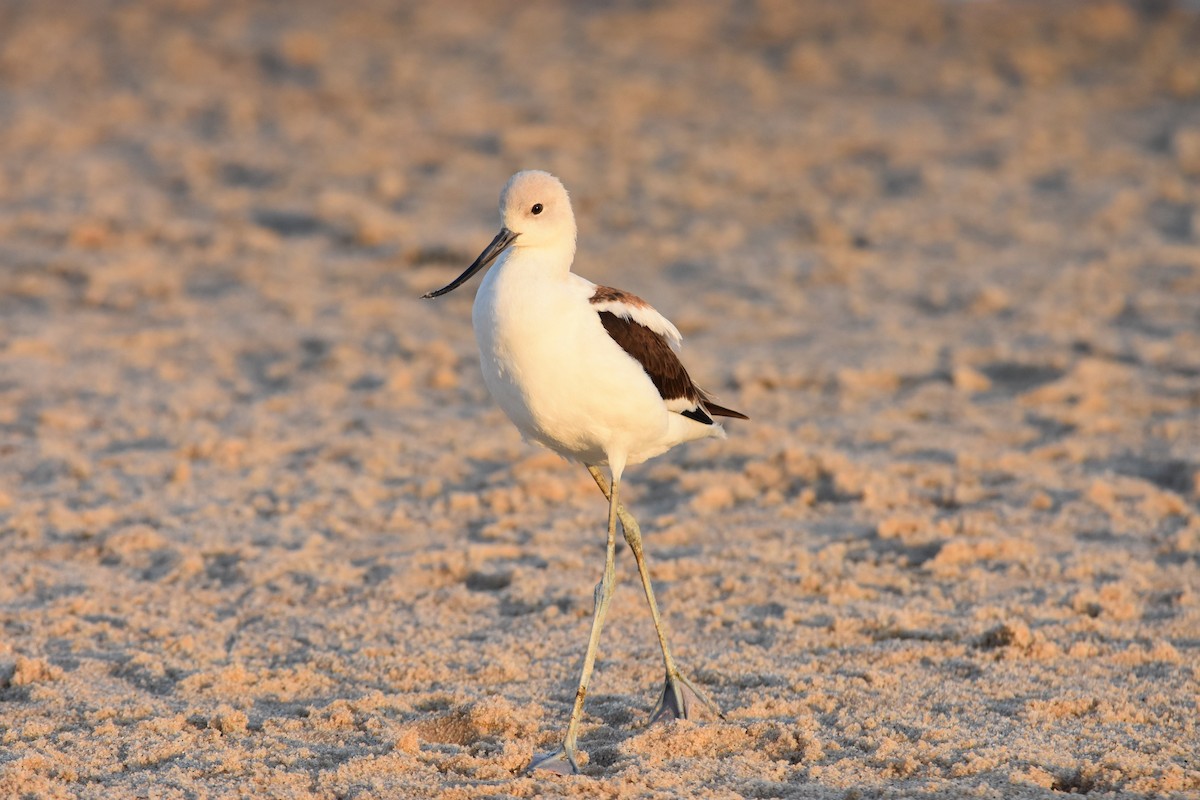 American Avocet - Byron Young