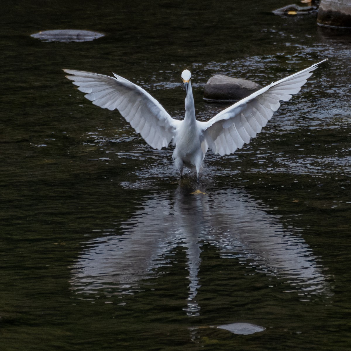 Snowy Egret - Alberto Acero