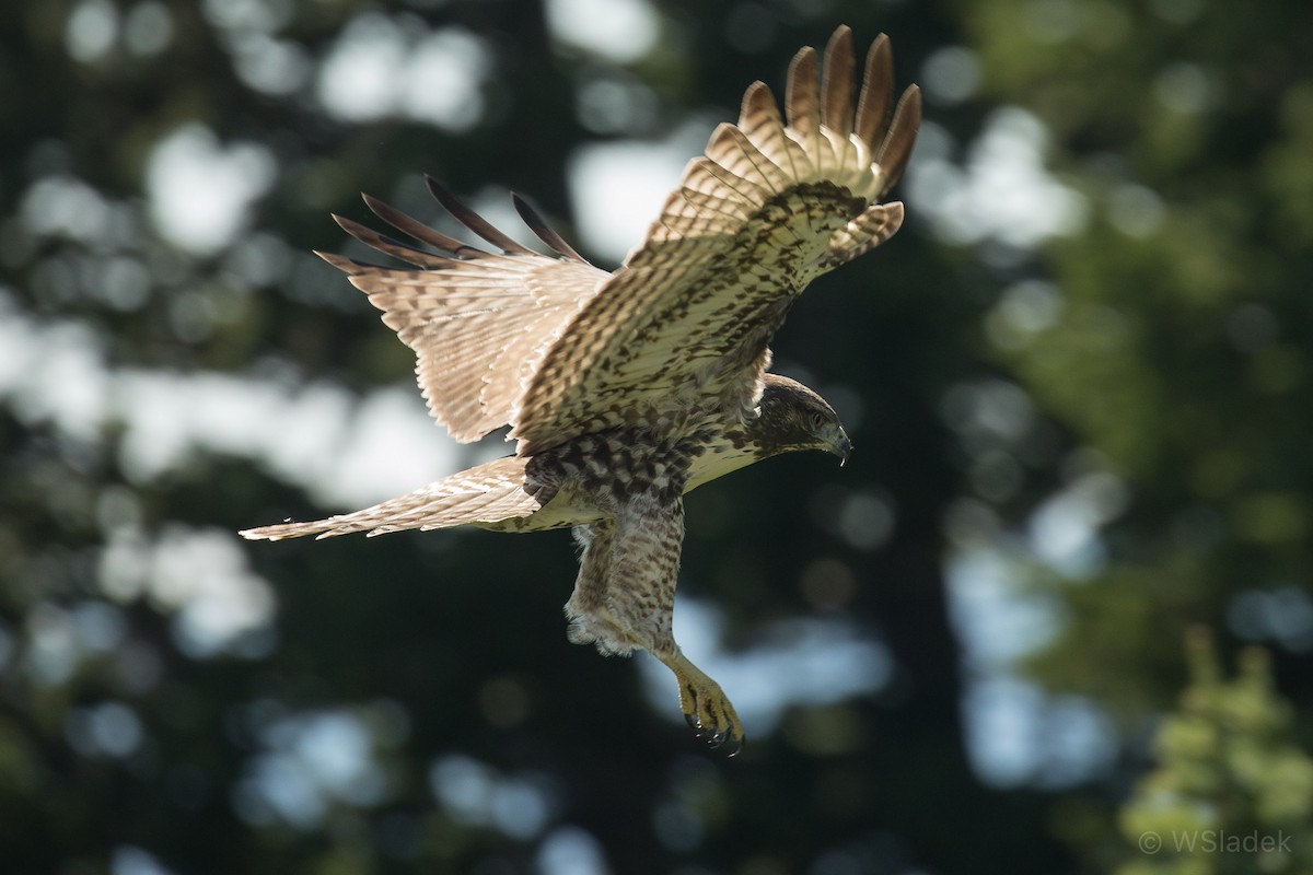 Red-tailed Hawk - ML174887061