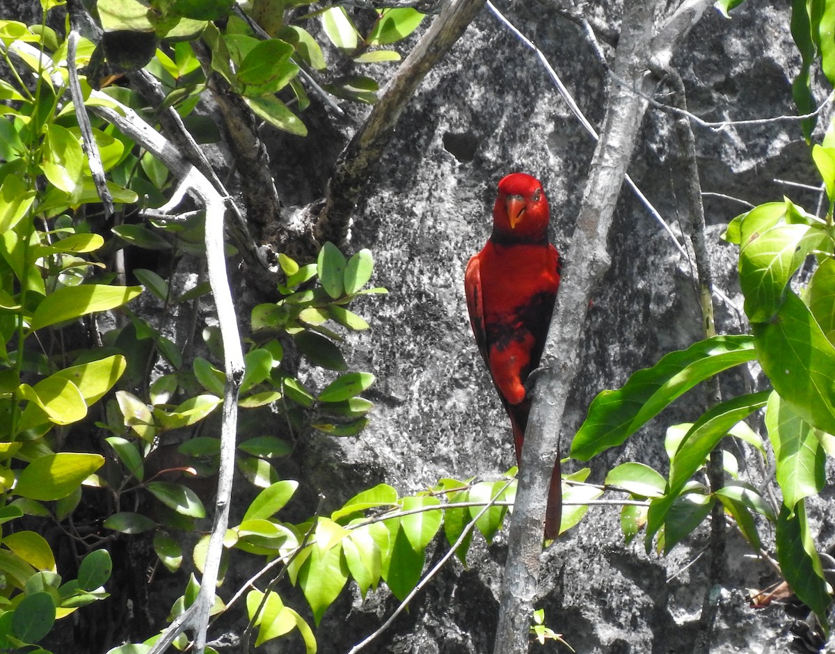 Violet-necked Lory - ML174888191
