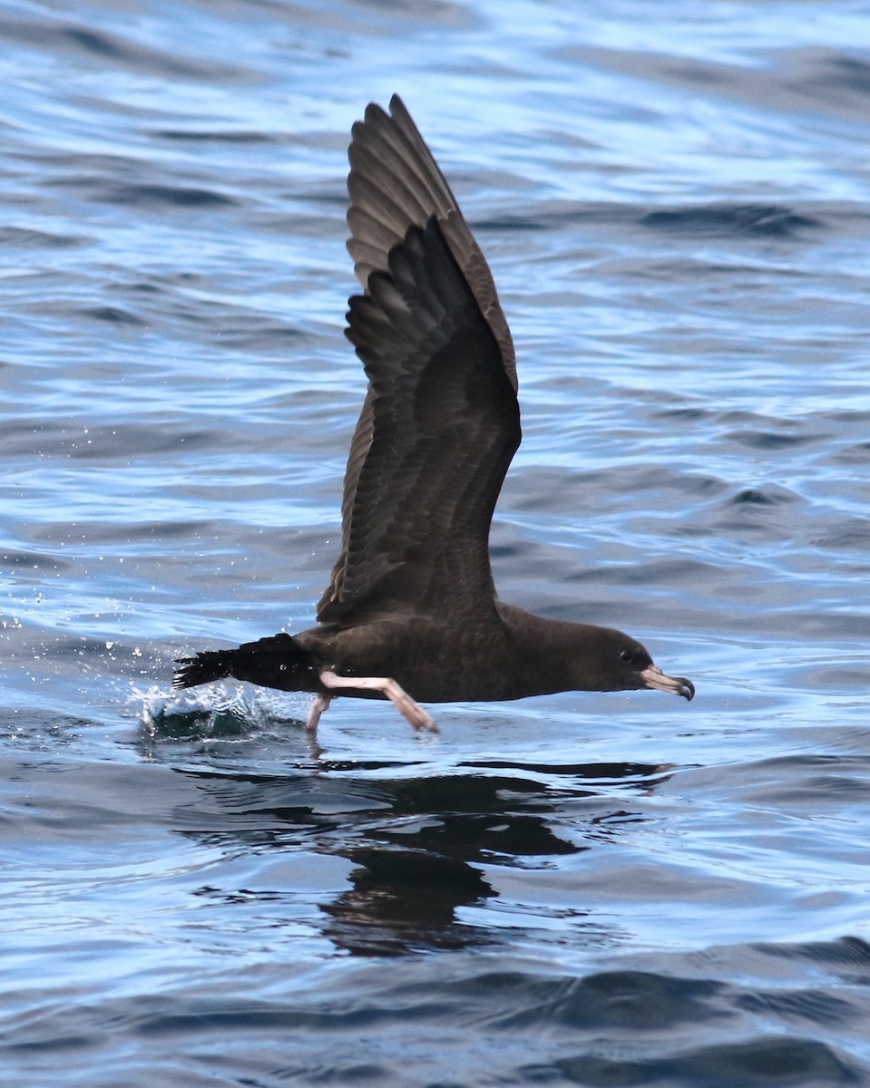 Flesh-footed Shearwater - ML174890931