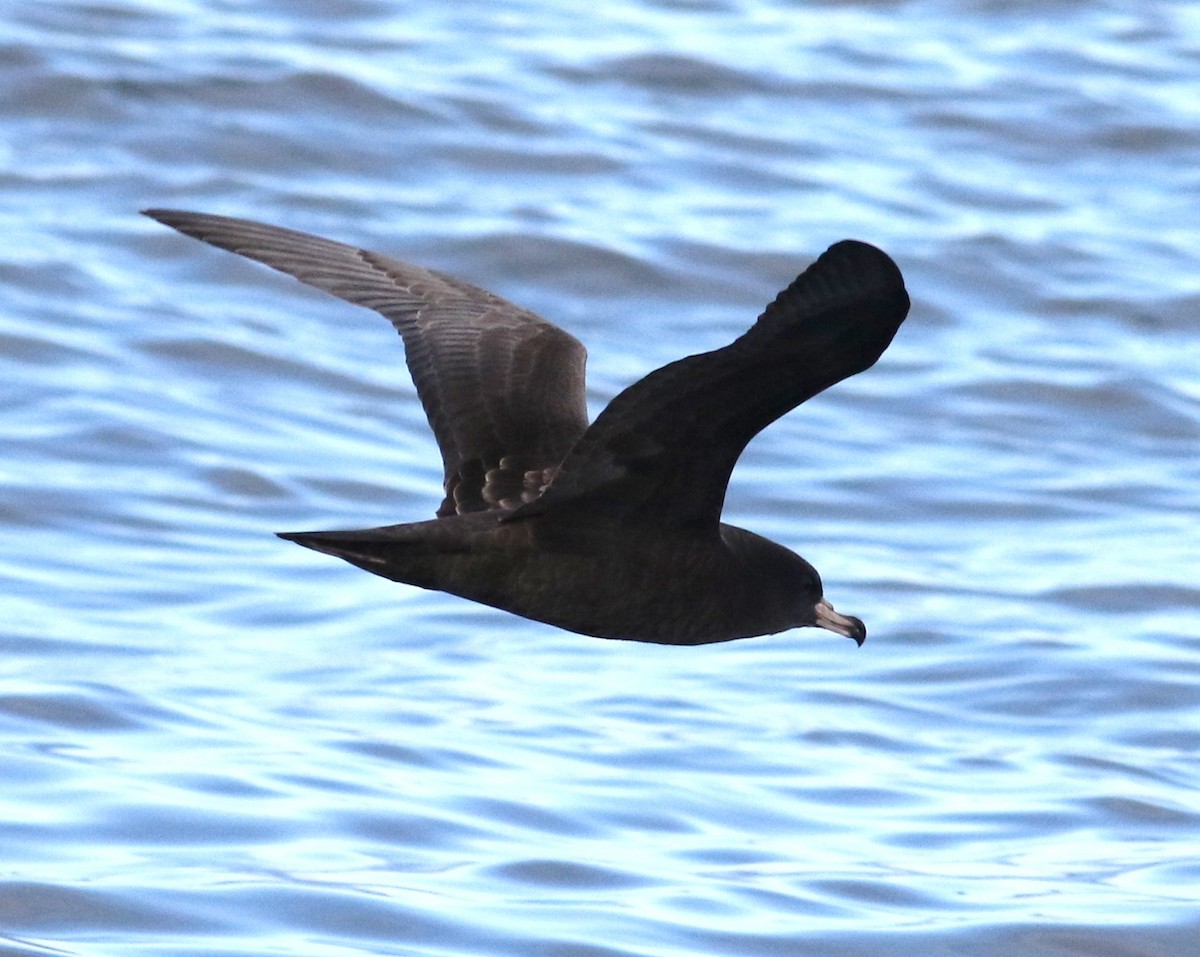Flesh-footed Shearwater - ML174890971