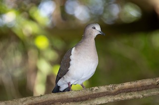 Grenada Dove, ML174892161