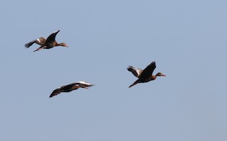 Black-bellied Whistling-Duck (fulgens), ML174895421