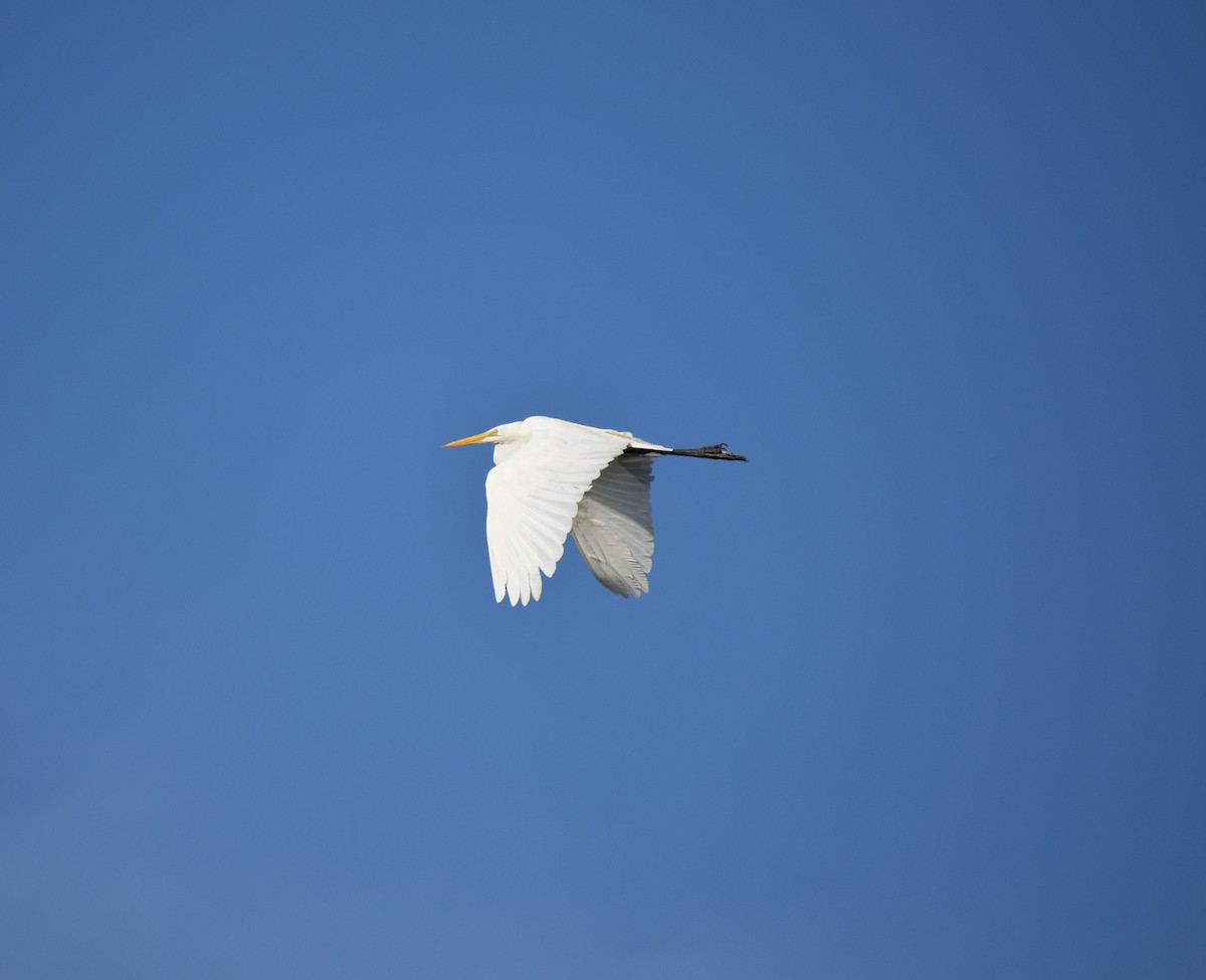 Great Egret - Gabe Hargrove