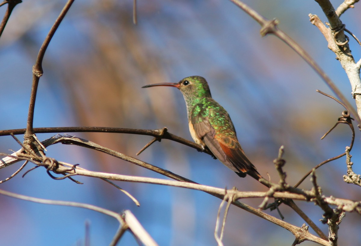 kolibřík yukatanský - ML174897411