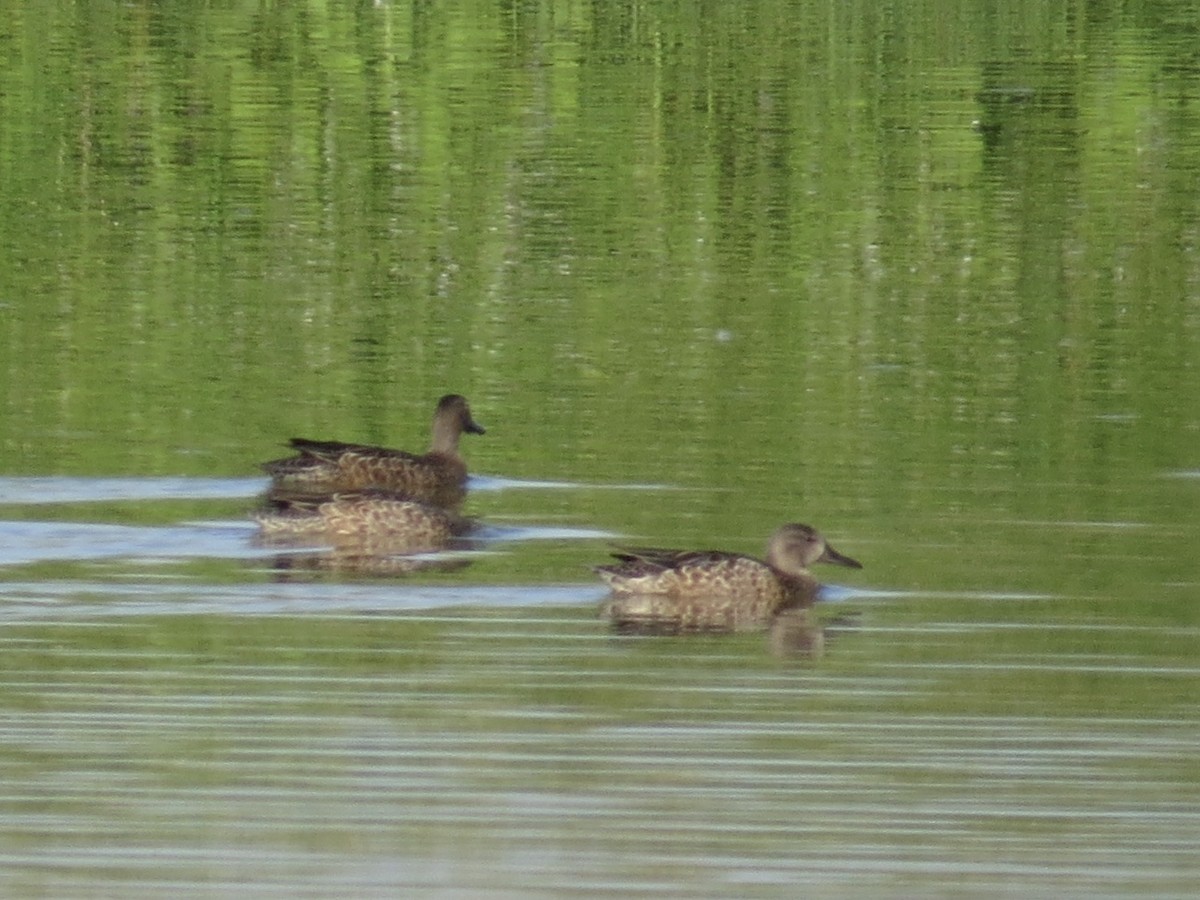 Blue-winged Teal - ML174899601