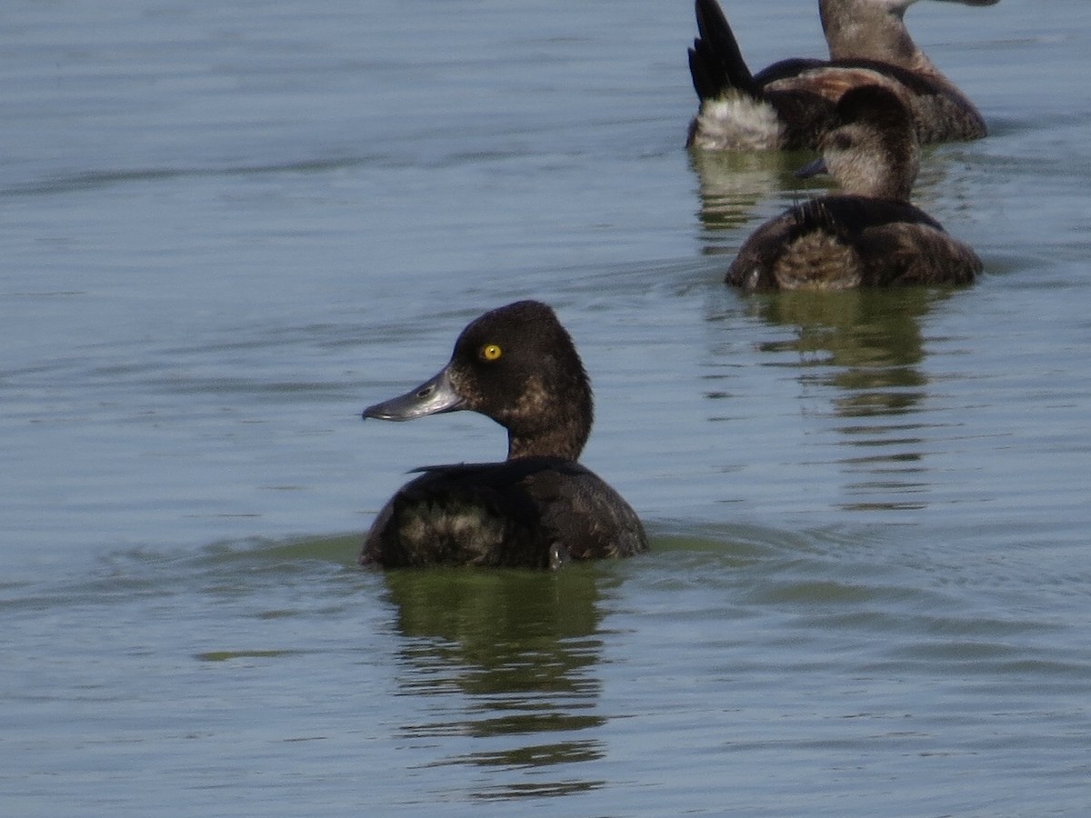 Lesser Scaup - Andrew Bell