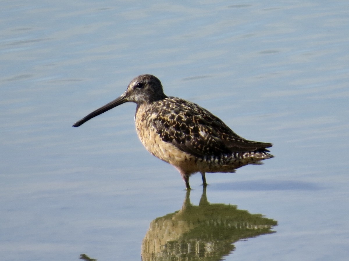 Long-billed Dowitcher - Andrew Bell