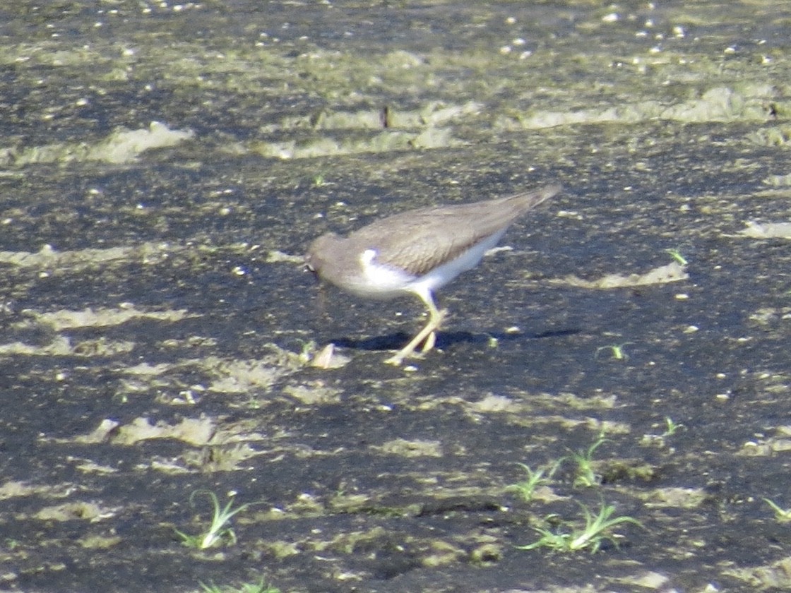 Spotted Sandpiper - Andrew Bell