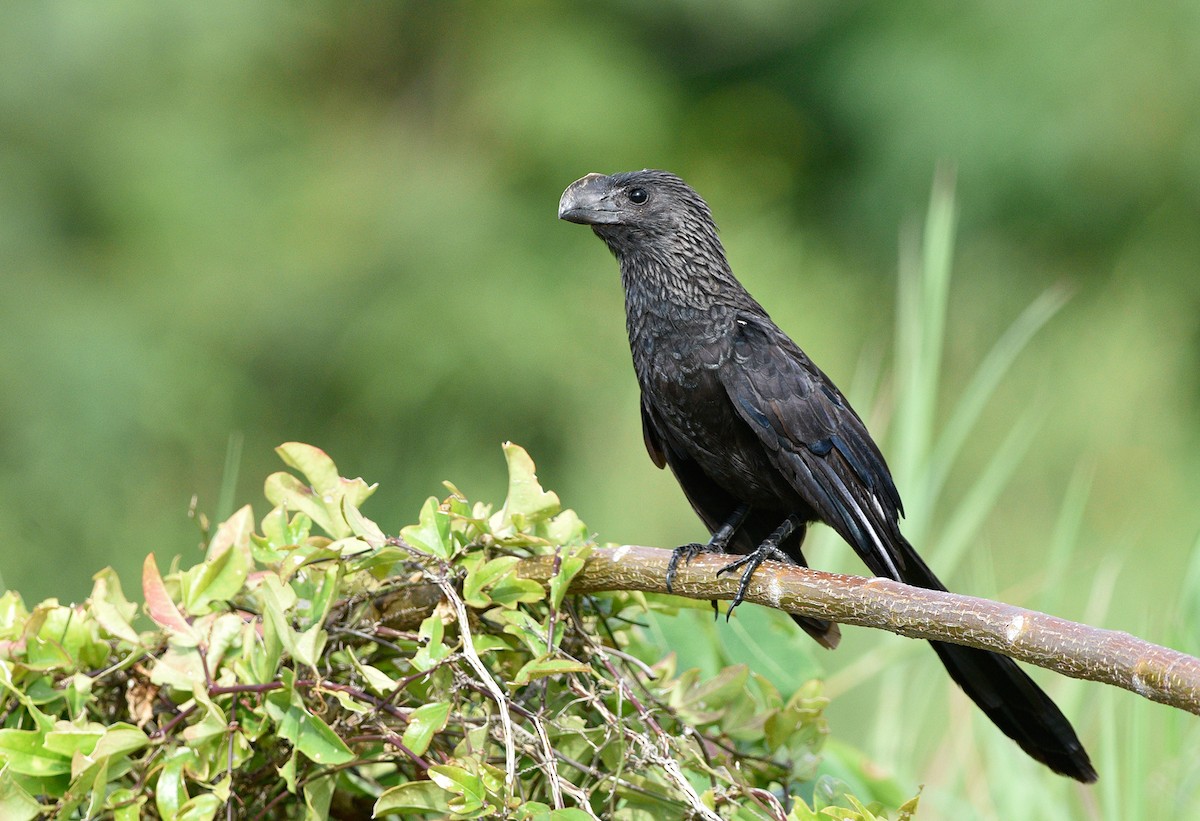 Smooth-billed Ani - Denny Swaby