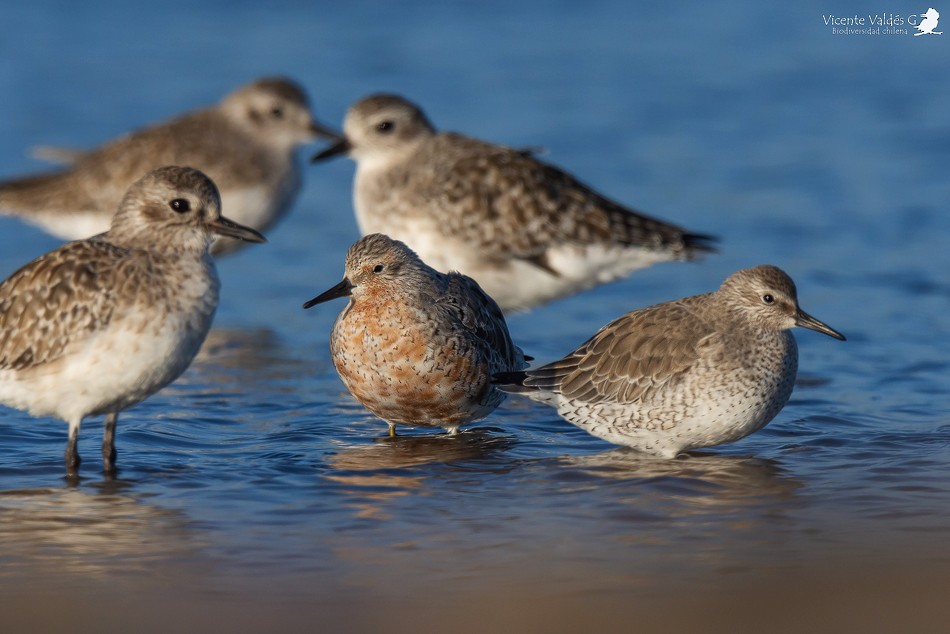 Red Knot - ML174902821
