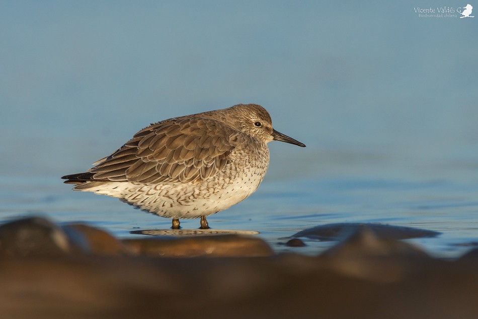 Red Knot - ML174902851
