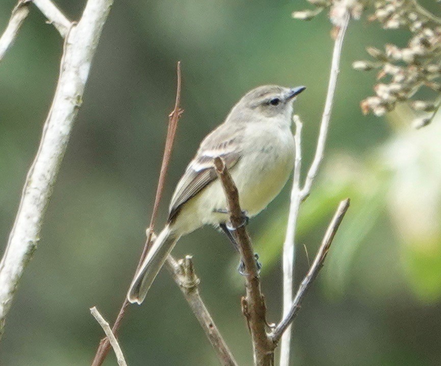 Southern Mouse-colored Tyrannulet - ML174910361