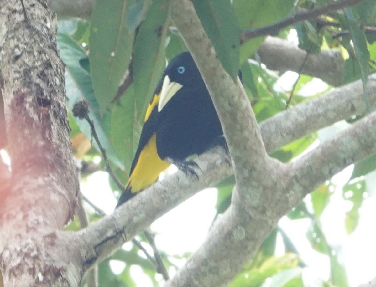 Yellow-rumped Cacique - ML174910461