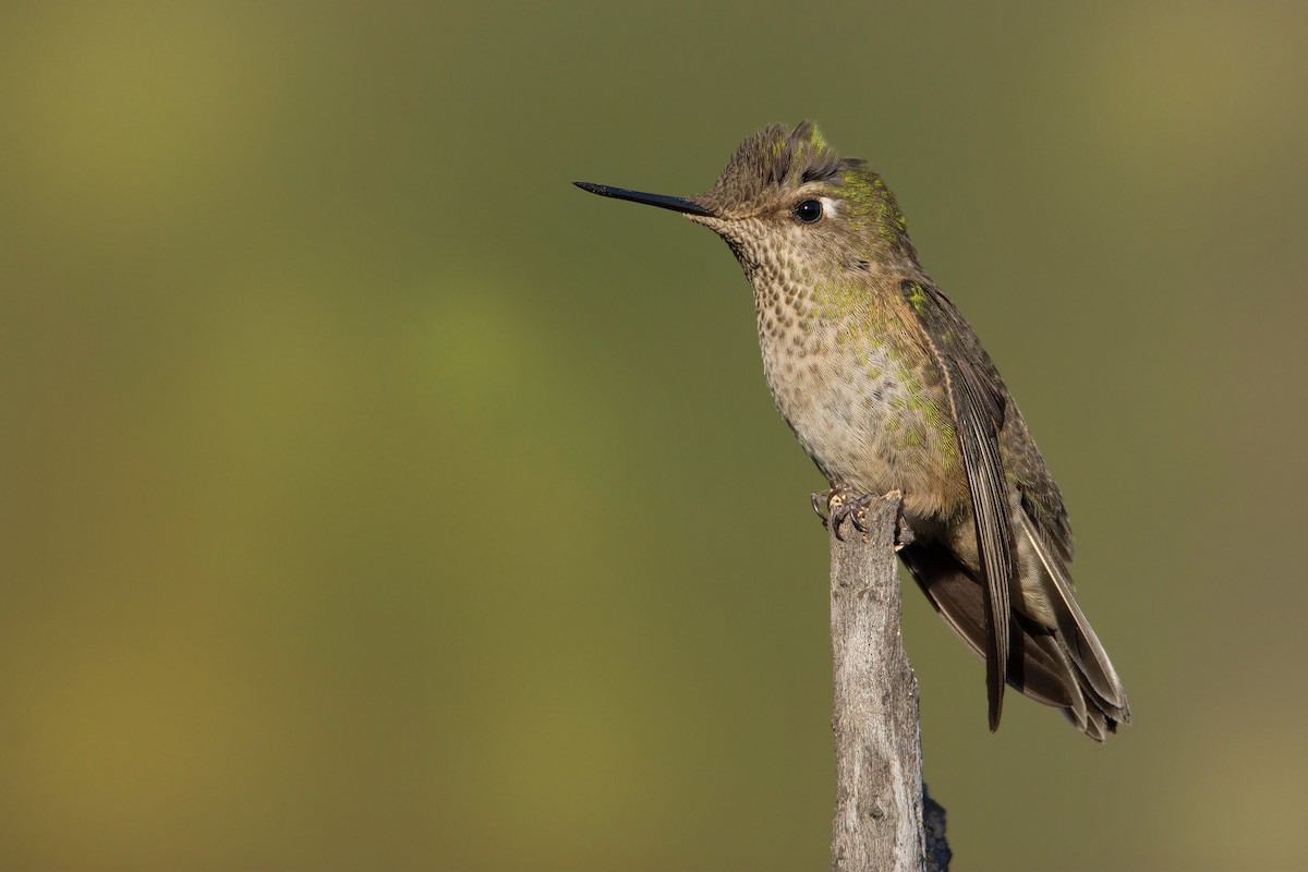 Green-backed Firecrown - ML174910731