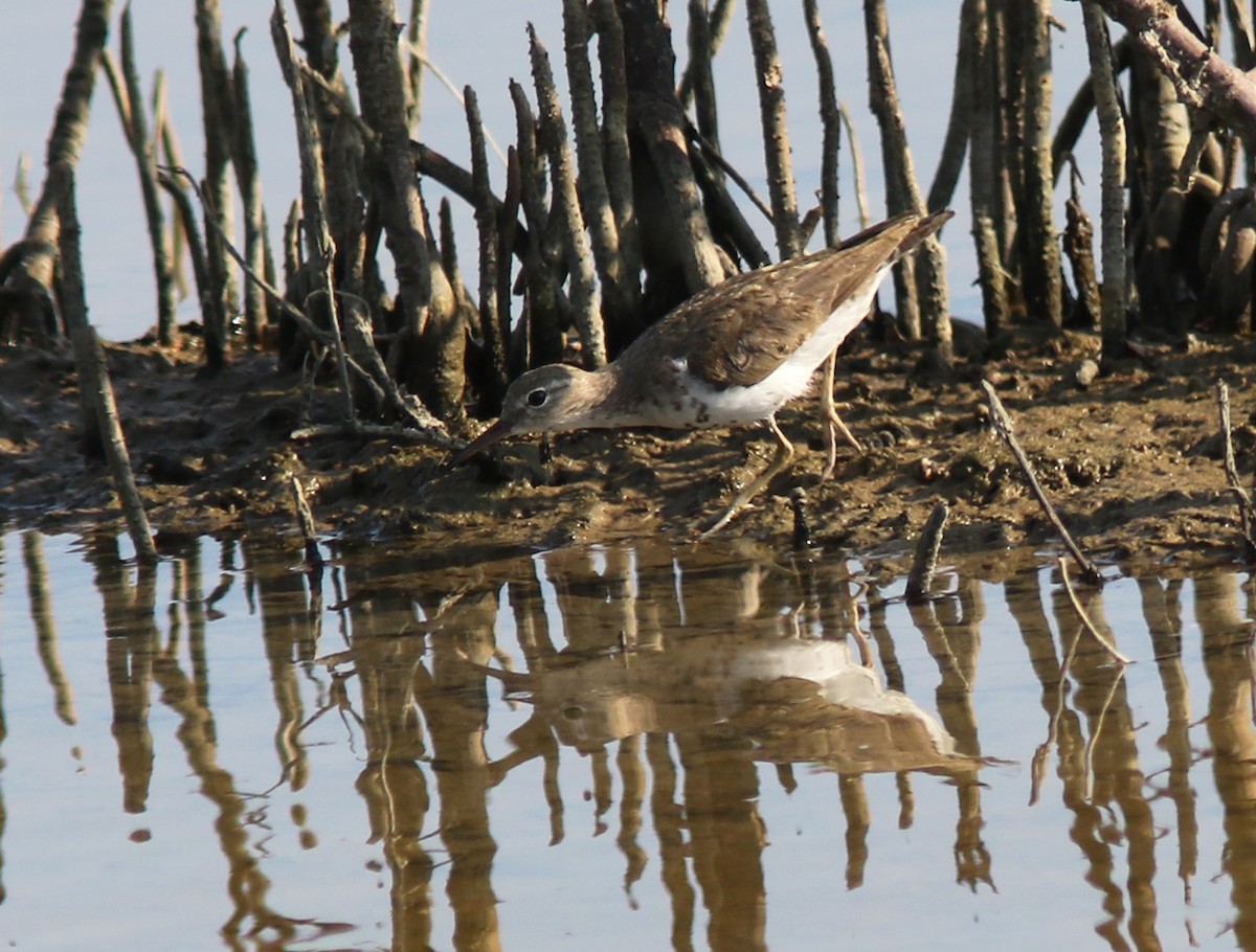 Spotted Sandpiper - Amy McAndrews