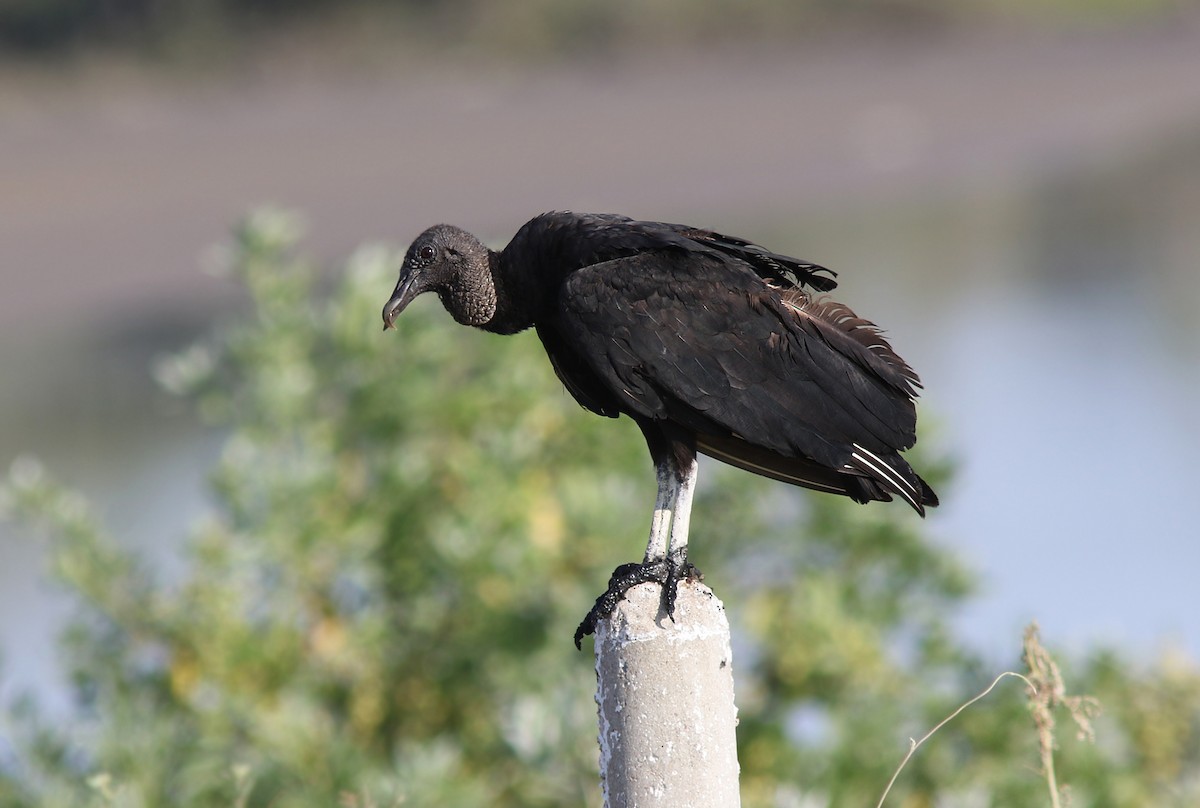 Black Vulture - ML174911581